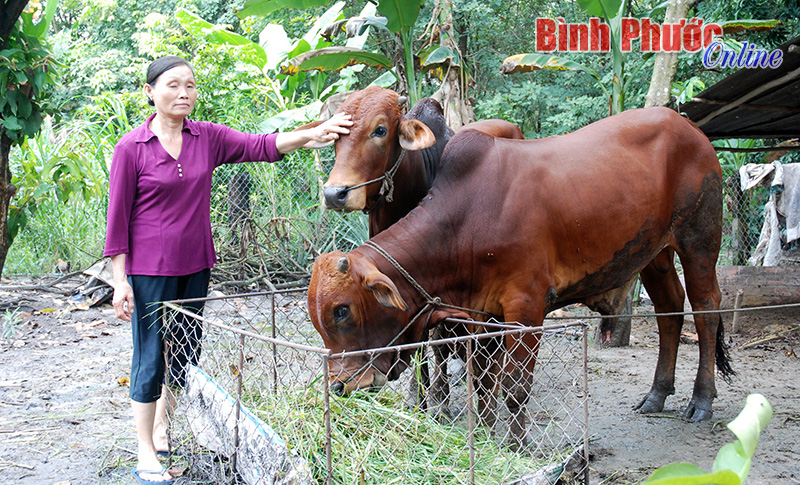 Hội nghị trực tuyến tổng kết 5 năm lĩnh vực lao động, người c&oacute; c&ocirc;ng v&agrave; x&atilde; hội