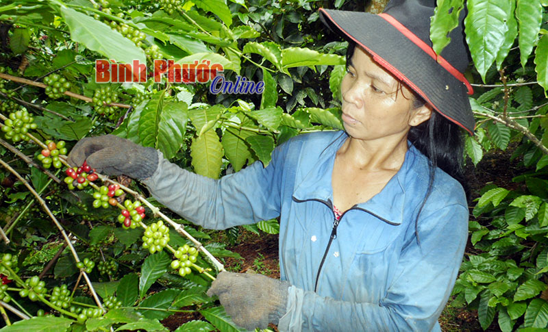 Vui mùa hái cà thuê