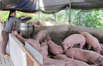 Hộ nghèo, DTTS trồng rừng, chăn nuôi được vay với lãi suất 1,2%/năm