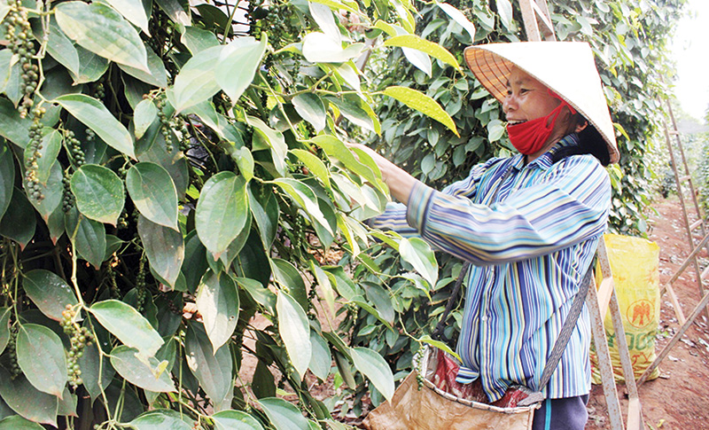 Cao su, điều, hồ tiêu Bình Phước sẵn sàng hội nhập kinh tế phát triển 