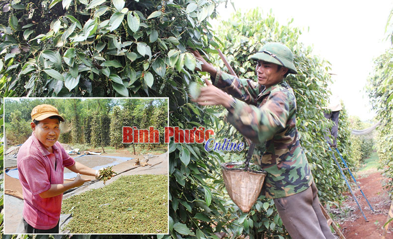 An toàn thực phẩm - chìa khóa để hồ tiêu Việt Nam thống lĩnh thị trường thế giới