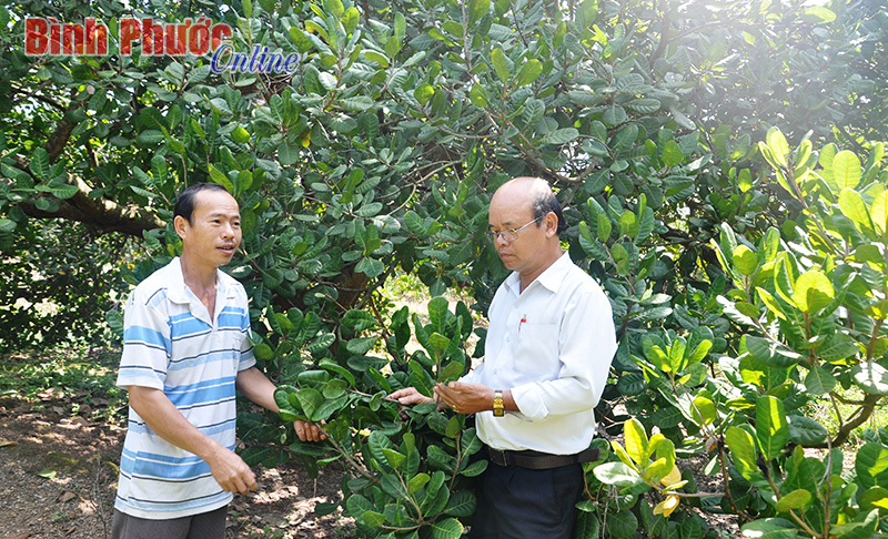 HTX Phước Hưng liên kết trồng điều sạch theo hướng bền vững