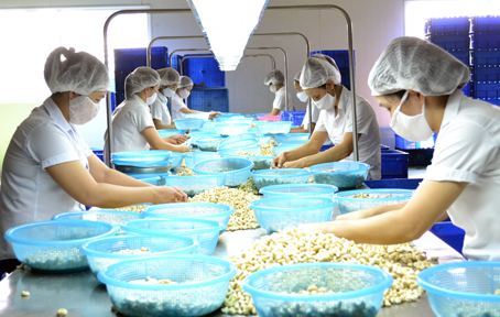 Năm 2015, xuất khẩu hạt điều đạt 2,5 tỷ USD