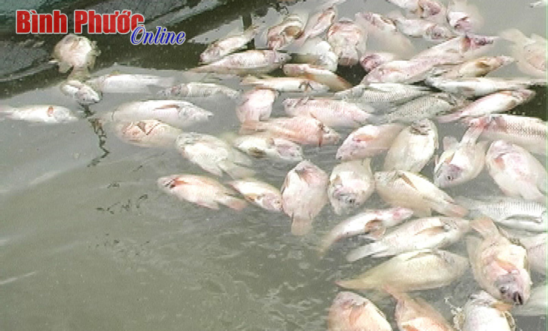 Khu vực lòng hồ đập thủy lợi Phước Hòa: Cá chết, nông dân thiệt hại nặng