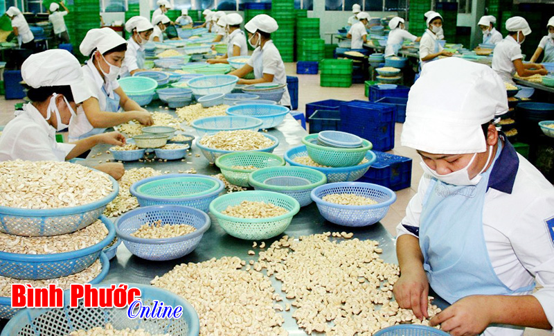 Mở rộng thị trường trong nước - chiến lược phát triển ngành điều bền vững (Bài 1)