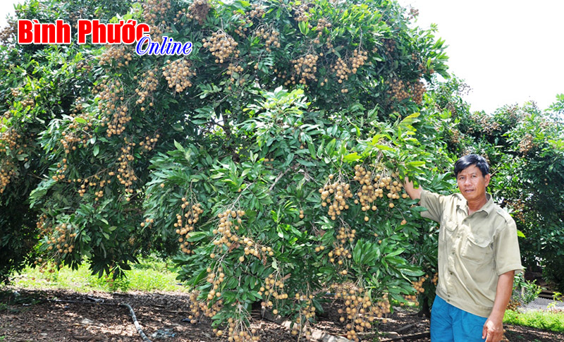 Nhộn nhịp mùa nhãn ở Thanh Lương