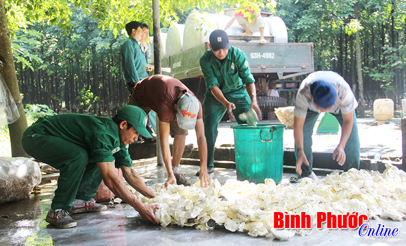 Những công nhân hoàn thành kế hoạch sớm ở Nông trường Đồng Nơ
