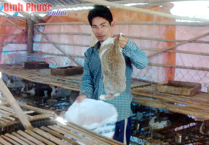 Nuôi thỏ sinh sản: Thu nhập không nhỏ từ nghề phụ