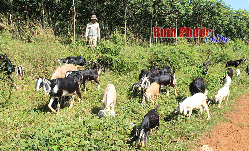Nhà nông không có đất vẫn làm giàu