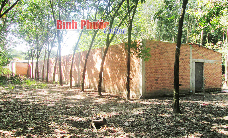 Nuôi heo trong khu dân cư gây ô nhiễm môi trường