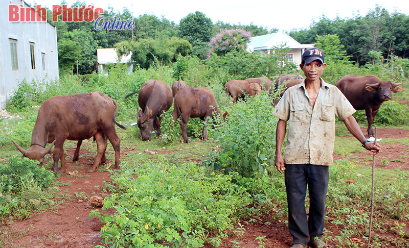 Nuôi trâu - độc đáo nghề truyền thống ở Hớn Quản