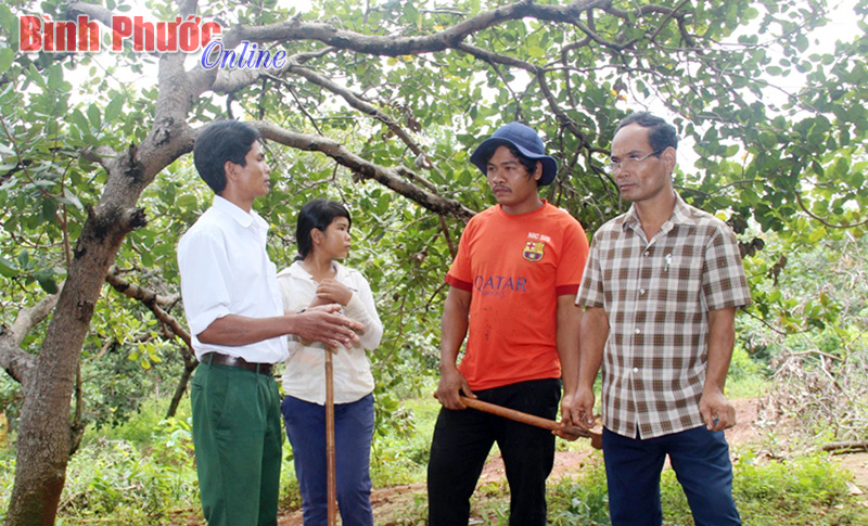 Phú Nghĩa: Cầm cố đất, bán điều non đã giảm