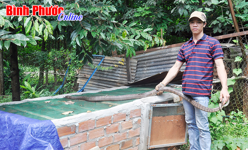 Làm thế nào để quản lý động vật hoang dã?