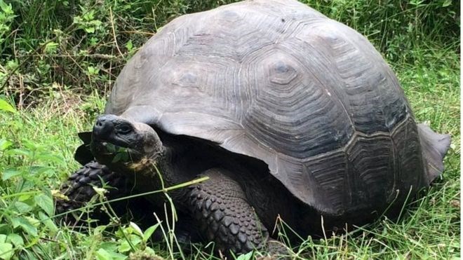Phát hiện nhiều cá thể rùa đất khổng lồ tại quần đảo Galapagos