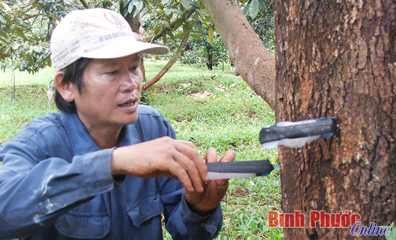 Bình Phước chỉ còn 30 hợp tác xã nông, lâm nghiệp còn hoạt động