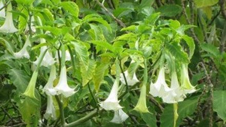 Đừng uống nước, hít khói, coi chừng bị thôi miên