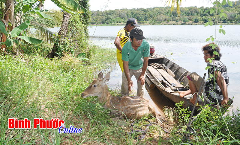 Sơn Hà - Trang trại nuôi hươu, nai lớn nhất tỉnh