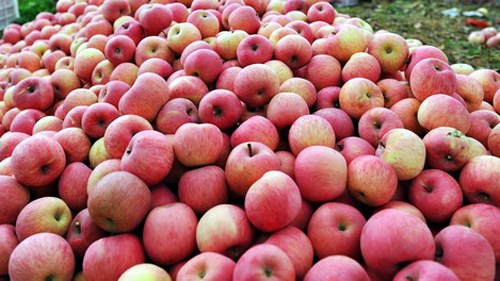 Bao bì táo Trung Quốc vi phạm luật pháp quốc tế