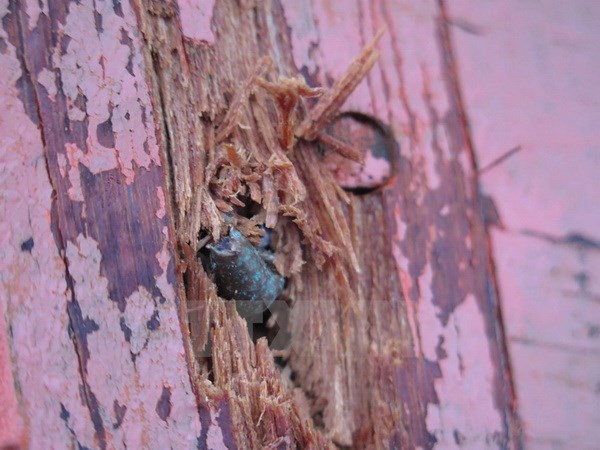 Bộ Ngoại giao l&ecirc;n tiếng vụ ngư d&acirc;n bị bắn chết tại khu vực Trường Sa