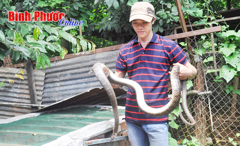 Thành công từ nuôi rắn hổ vện