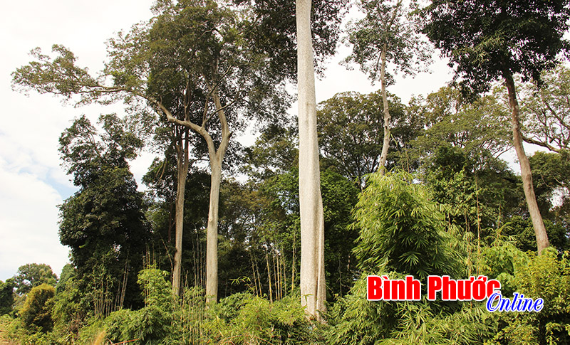 Tiềm năng dịch vụ môi trường rừng tỉnh Bình Phước