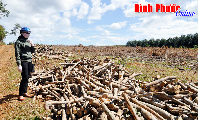 Tỉnh táo trước giấc mơ “vàng đen”