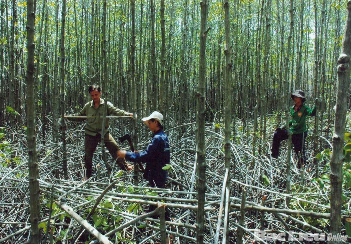 Số vụ vi phạm luật bảo vệ rừng đ&atilde; giảm nhiều