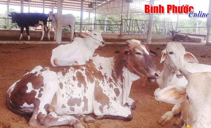 Trại nuôi bò sữa đầu tiên ở Bình Phước