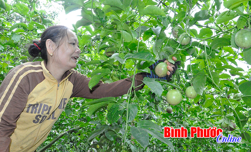 Trồng xen chanh dây trong vườn cao su cho thu nhập cao