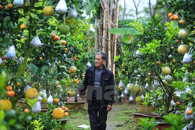 Lão nông “điên” với cây trồng 10 loại quả "siêu lạ" ở Hà Nội
