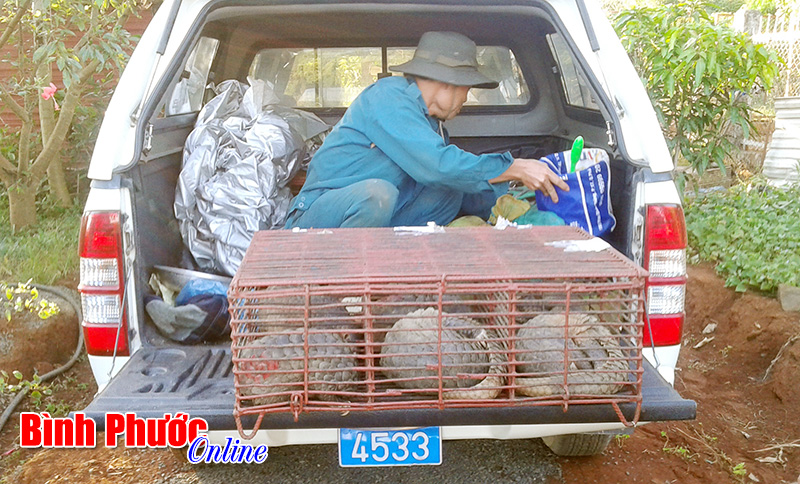 Vườn quốc gia Bù Gia Mập cứu hộ 12 con tê tê quý hiếm