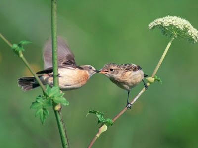 Sức sống từ &ldquo;T&igrave;nh ca m&ugrave;a xu&acirc;n&rdquo;