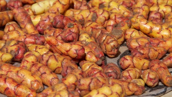 Peru nghiên cứu trồng một số giống khoai tây trên sao Hỏa