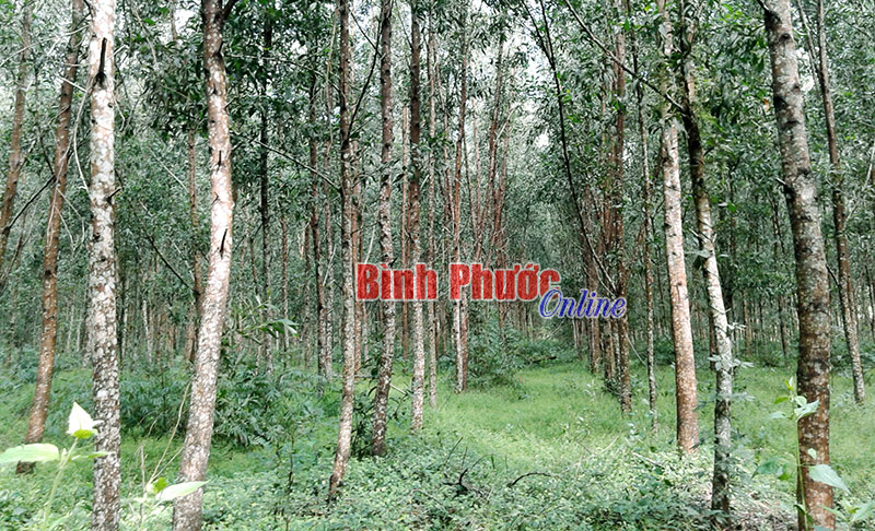 Liên kết theo chuỗi giá trị sản phẩm gỗ rừng trồng