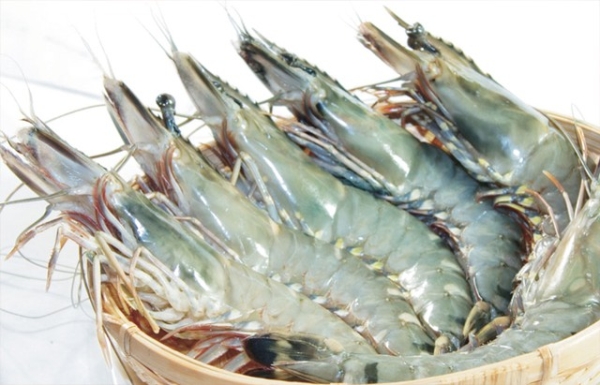 5 loại hải sản cực ngon nhưng cũng cực độc