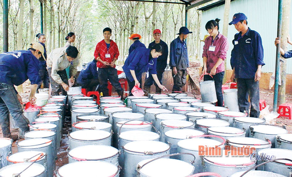 Tết vui ở Nông trường cao su Đắk Ơ