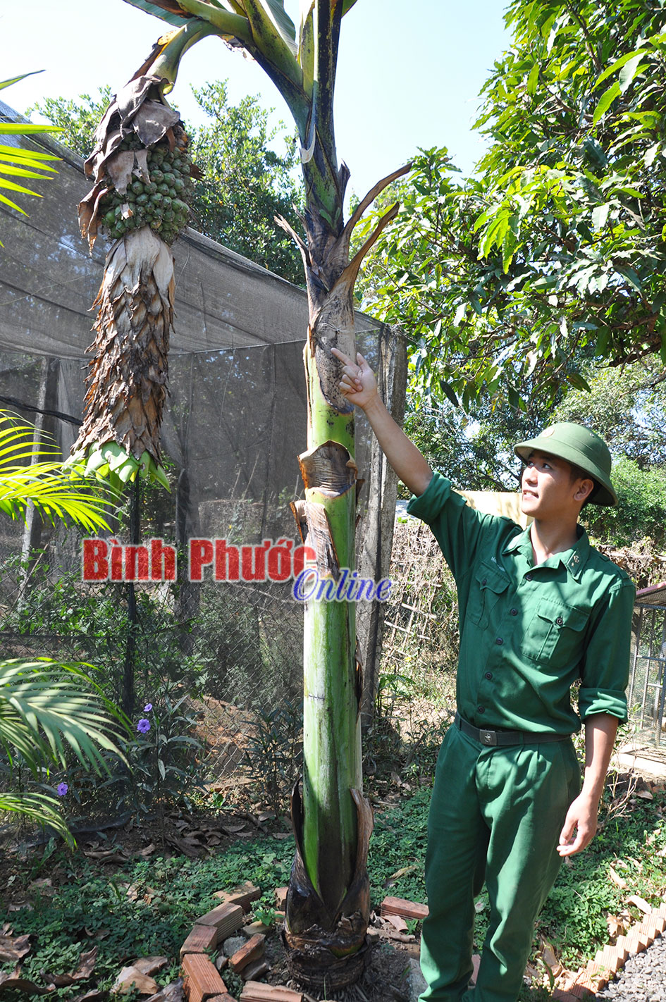 Loài chuối lạ kỳ