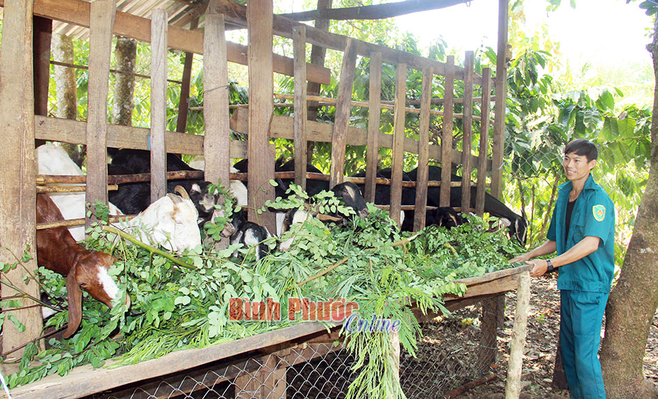 Hiệu quả từ tổ hợp tác nuôi dê