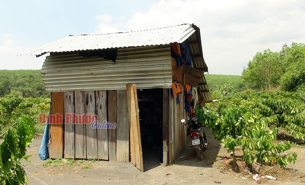 Phát hiện một thi thể nghi là bảo vệ nông trường mất tích