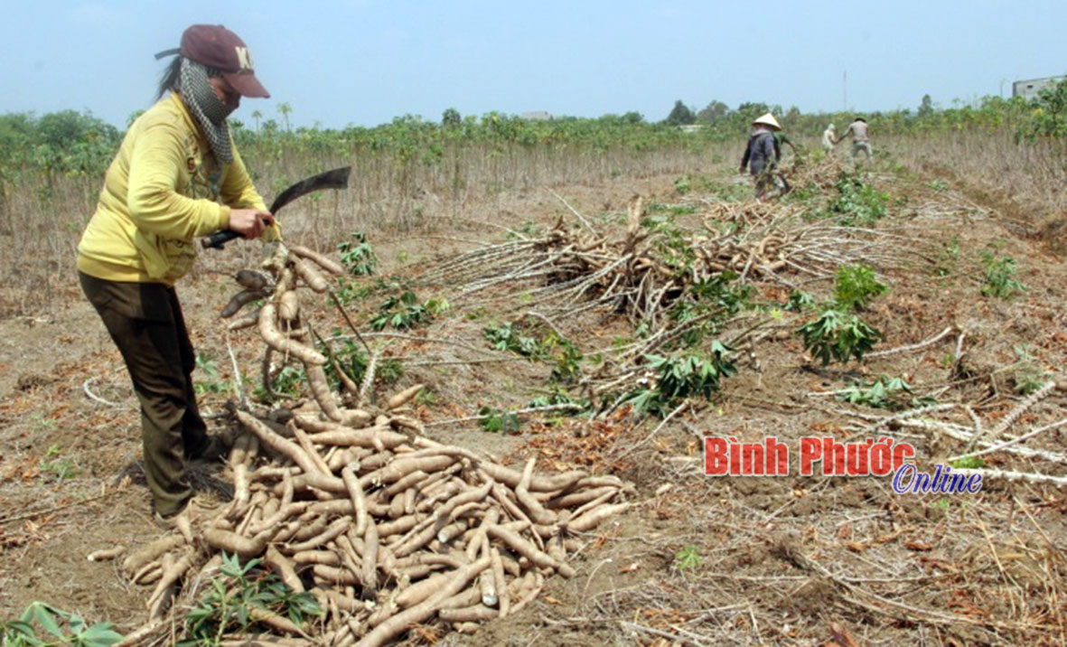 Nhọc nhằn nghề thu hoạch mì