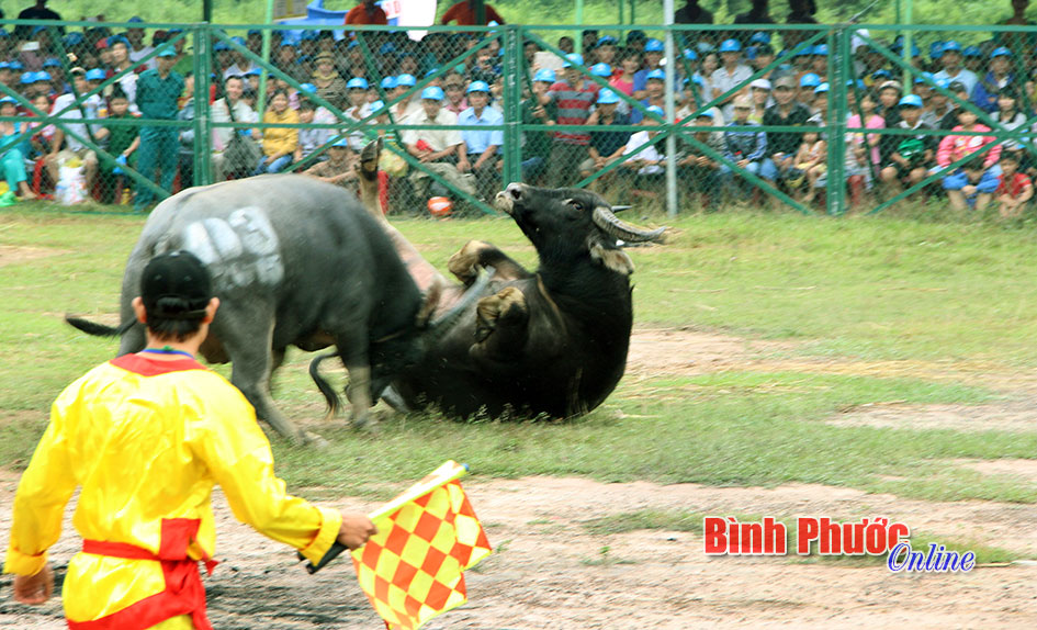 Mồng Ch&iacute;n th&aacute;ng Gi&ecirc;ng năm B&iacute;nh Th&acirc;n sẽ diễn ra hội chọi tr&acirc;u huyện Hớn Quản