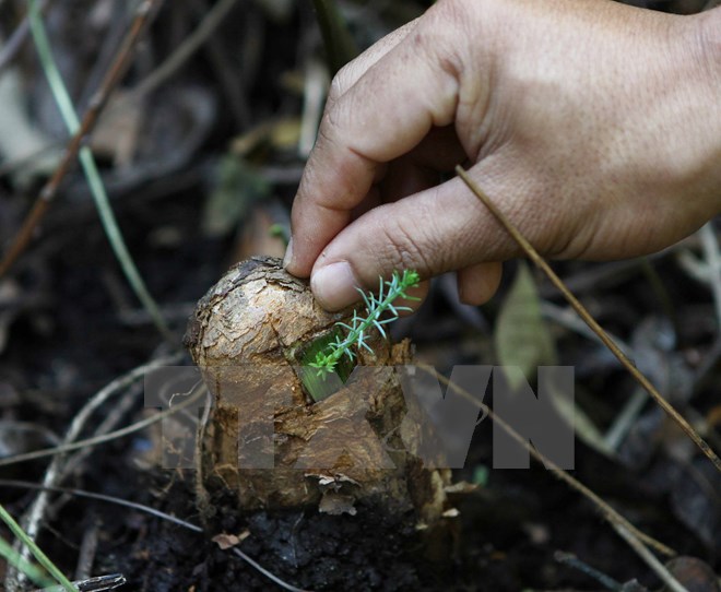 Nhiều loài động - thực vật của Việt Nam đối mặt nguy cơ tuyệt chủng