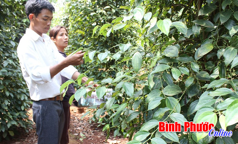 Bệnh chết nhanh chết chậm trên hồ tiêu đã giảm