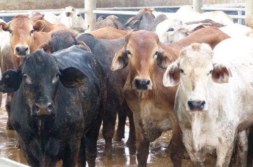 Yêu cầu về thủ tục kiểm dịch nhập khẩu trâu, bò