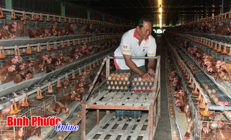 17 doanh nghiệp và 256 cơ sở kinh doanh bán lẻ tham gia bình ổn giá