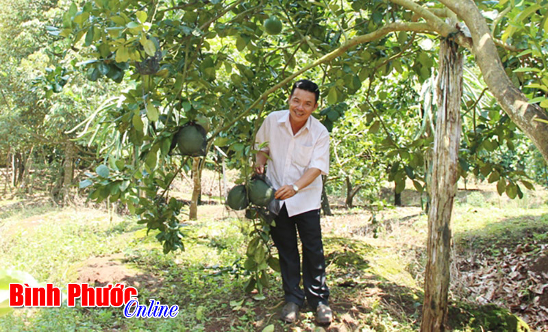 Bưởi da xanh “hút hàng”