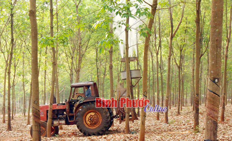 Công ty TNHH MTV cao su Lộc Ninh chủ động phòng bệnh phấn trắng