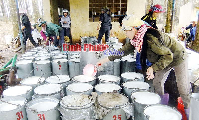 VRG tiếp tục giảm suất đầu tư và mở rộng thị trường