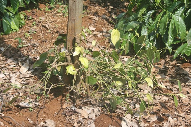 B&ugrave; Đăng: Hơn 100 trụ ti&ecirc;u đang thu hoạch bị cắt gốc