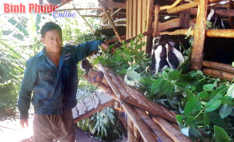 Lợi ích từ trồng trọt kết hợp chăn nuôi